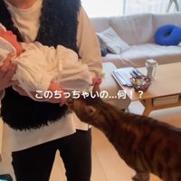 赤ちゃんを抱っこした女性と猫
