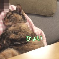 握手を拒否する猫