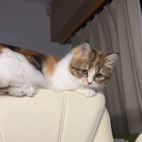 イスの背もたれに乗る猫