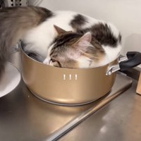 鍋におしりを入れる猫