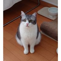 室内にいる猫