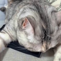 アームカバーに覆い被さる猫
