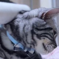 粘着シートを当てられている猫