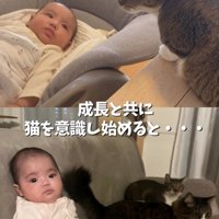 猫を見る赤ちゃんと猫と並んで座る赤ちゃん