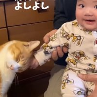猫にすり寄られてカメラ目線の赤ちゃん