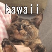眠る猫