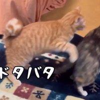 走る2匹の猫