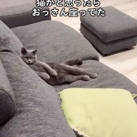 カメラ目線の猫