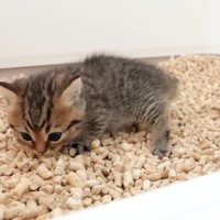トイレの砂のにおいを嗅ぐ子猫
