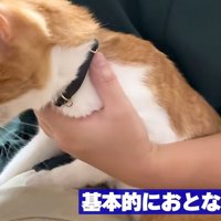 膝の上から降りようとする猫