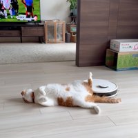 仰向けの猫
