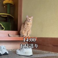 お見送りする猫
