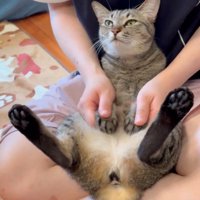 マッサージされる猫