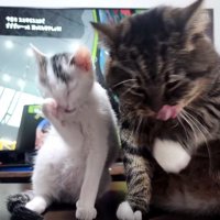 毛繕いする子猫と猫