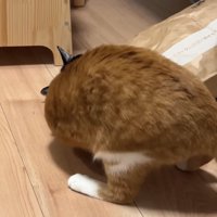 紙袋の中を覗き込んで丸くなっている茶トラ猫の後ろ姿