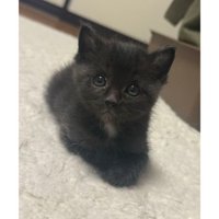 室内にいる猫
