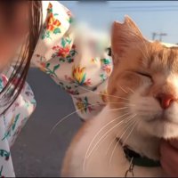 なでられる外にいる猫