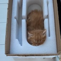 箱の中で眠る猫
