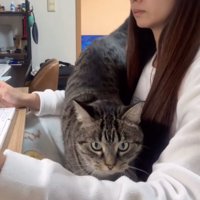 腕の中にやってくる猫