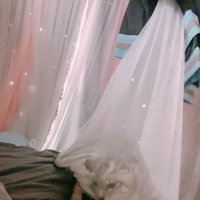 カーテンに引っかかる子猫