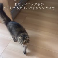 左前足を前に出しているカメラ目線の猫正面
