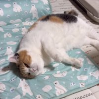 ペットマットに横になっている猫