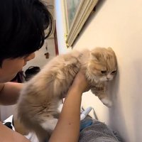壁際で抱っこされた猫