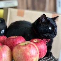 猫とりんご
