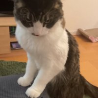 ソファに両前足をついて立っている猫（やや引き）
