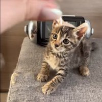スツールの上で伏せて保護主に指を見ている子猫