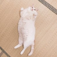 仰向けに寝転がる猫
