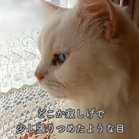猫の横顔