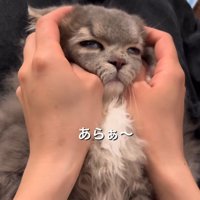 顔を伸ばされる猫