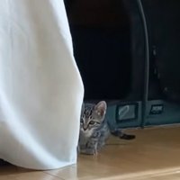 物陰に隠れている子猫