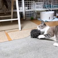 おもちゃで遊ぶ成猫と奥から見つめる子猫