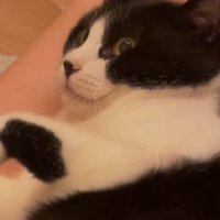 虚無顔の猫