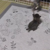 飛び上がる猫