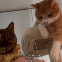 キャットタワーでくつろぐ2匹の猫