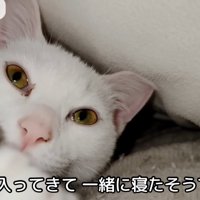 テロップ「布団に入ってきて～」