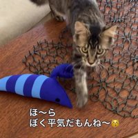 猫よけマットの上を歩きながら、飼い主を見つめる猫