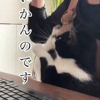 人の膝の上に乗っている猫