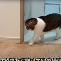 台所から出る猫