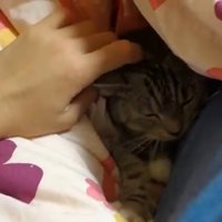 布団の中で横になっている猫