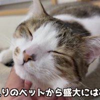 ベッドからはみ出るコトくん