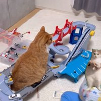 猫のお腹で渋滞発生