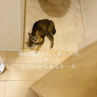 トイレの中に引き籠るキジトラ猫