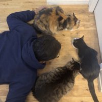 ごはん中の猫と見守る人