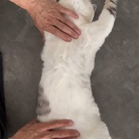 お腹を伸ばすようになでられる猫