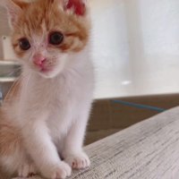 ソファの背もたれに座る猫