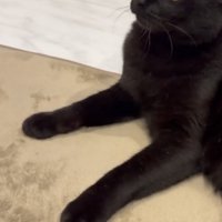 飼い主さんを見上げる猫の写真